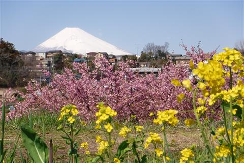 かんなみの桜（例年の見頃2月下旬〜3月上旬)